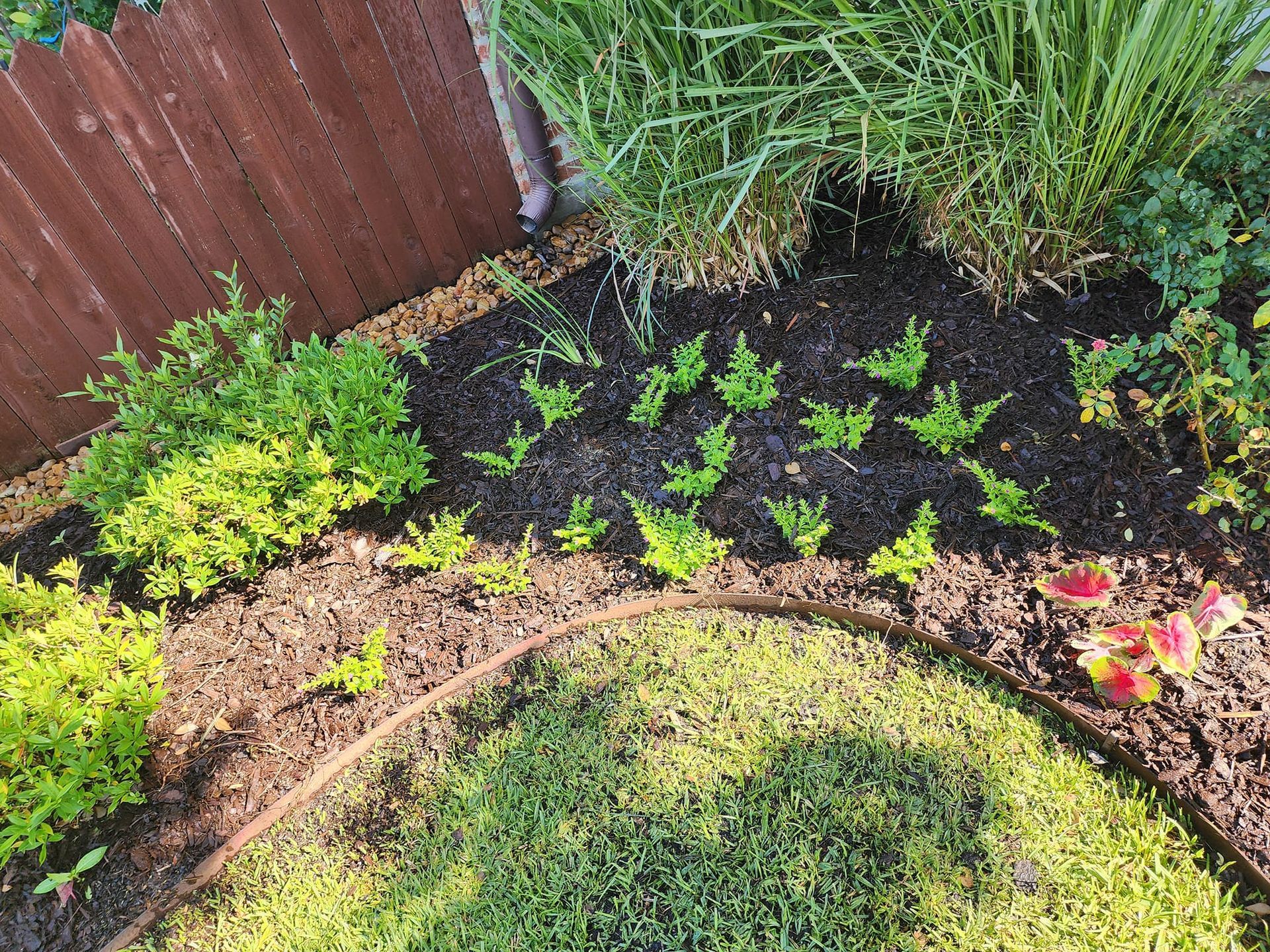 A garden bed with dark mulch and various green plants and shrubs. A wooden fence is in the background.