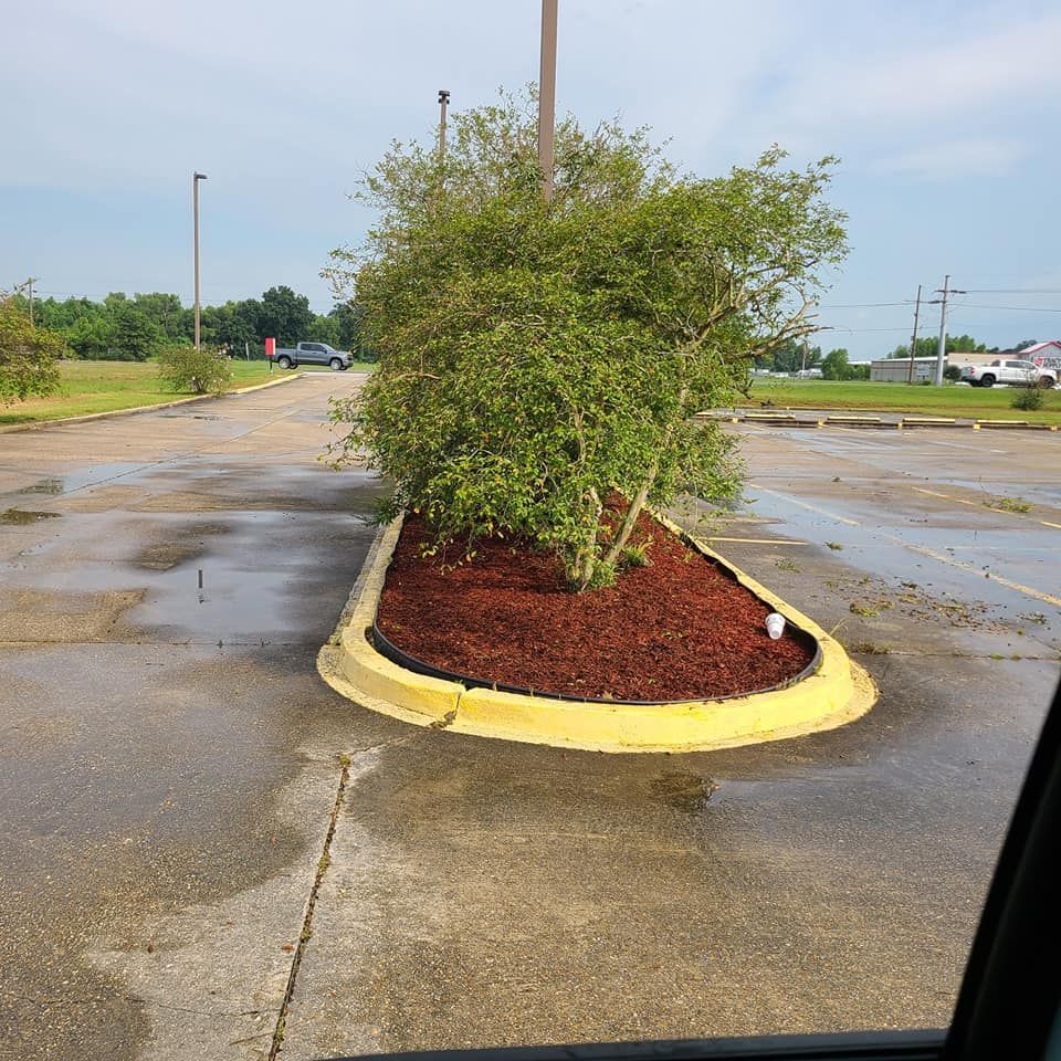 A tree in a parking lot island with red mulch and yellow curb, wet pavement.