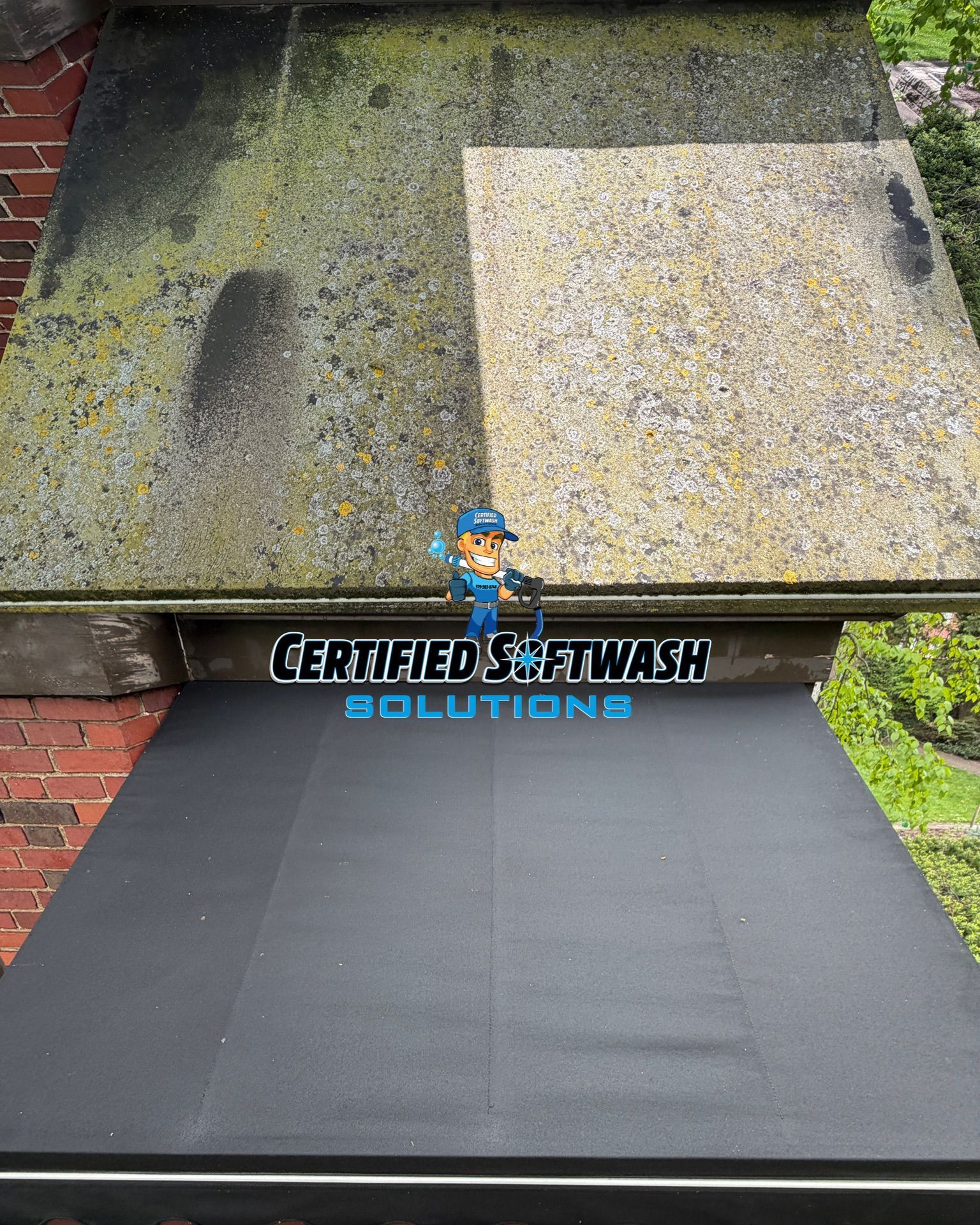 mold removal windsor ontario