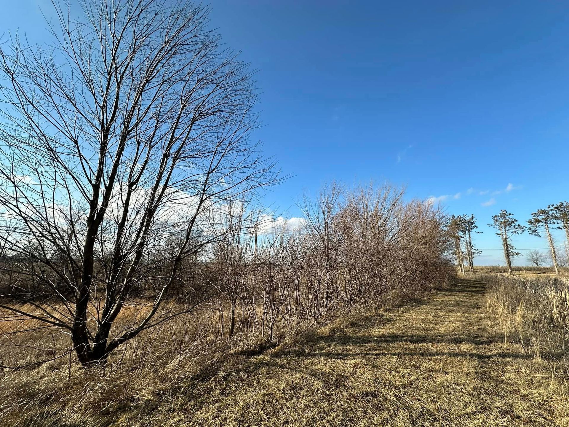 Bare trees and shrubs against a blue sky, casting long shadows on a field of dry grass.