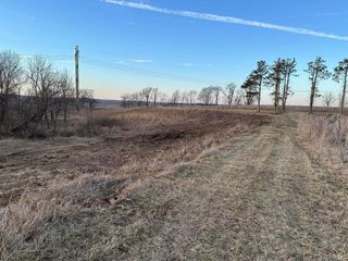 Open field with bare trees, tall grass, and flock of birds against a blue sky.