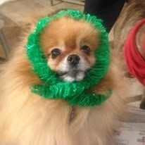 Small fluffy dog wearing a green tinsel wreath around its head, looking at the camera.