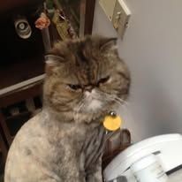 Grumpy brown tabby cat with a yellow tag, sitting beside a white fan indoors