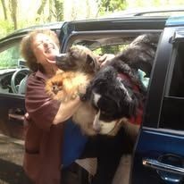 Person laughing while holding two large fluffy dogs out of a blue car window