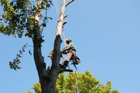 Arborist climbing a tall tree and cutting branches against a clear blue sky