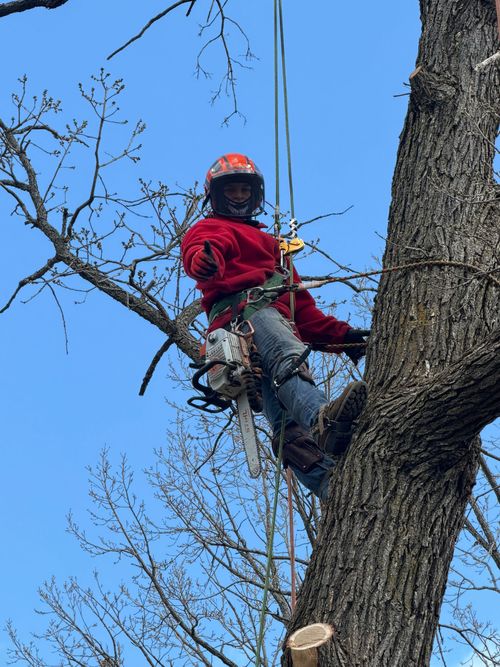 A worker in safety gear cuts a tree limb while positioned in the yellow bucket of an aerial lift.