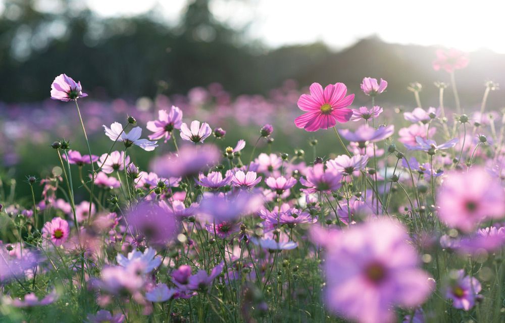 A Field of Pink and Purple Flowers — Pick-A-Bunch Florists & Gifts In Koumala, QLD