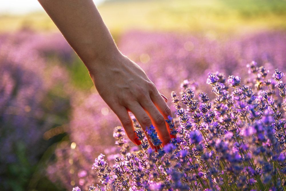 A Woman's Hand Is Touching Purple Flowers in A Lavender Field — Pick-A-Bunch Florists & Gifts In Armstrong Beach, QLD