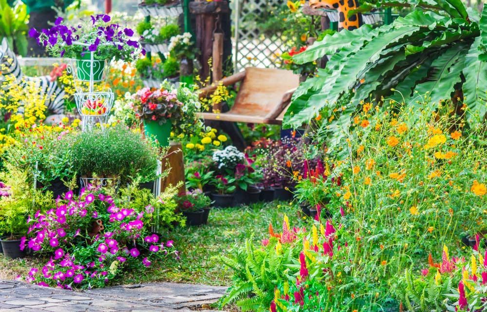A Garden Filled with Lots of Flowers and Plants — Pick-A-Bunch Florists & Gifts In Koumala, QLD