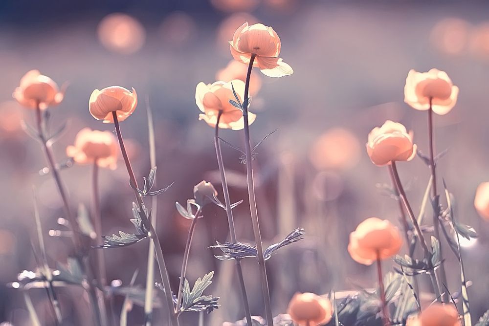 A Bunch of Flowers Are Growing in A Field — Pick-A-Bunch Florists & Gifts In Alligator Creek, QLD
