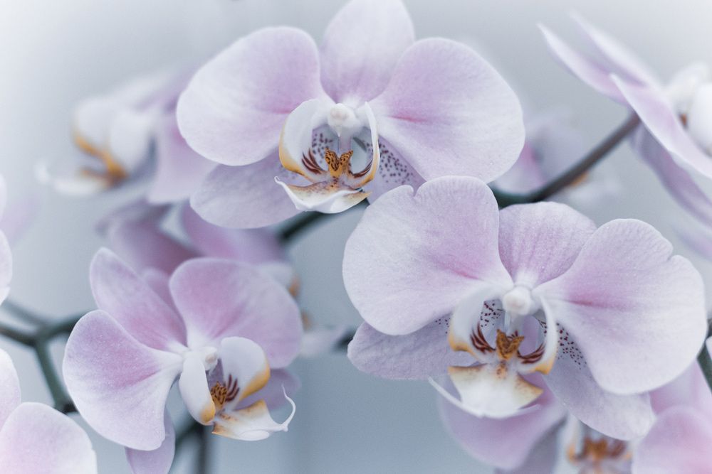 A Close Up Of a Bunch of Purple Orchids on A Branch — Pick-A-Bunch Florists & Gifts In Hay Point, QLD