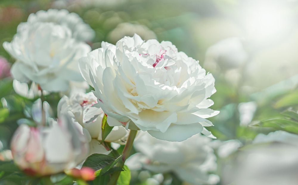 A Close up Of a White Rose in A Garden — Pick-A-Bunch Florists & Gifts In Sarina, QLD