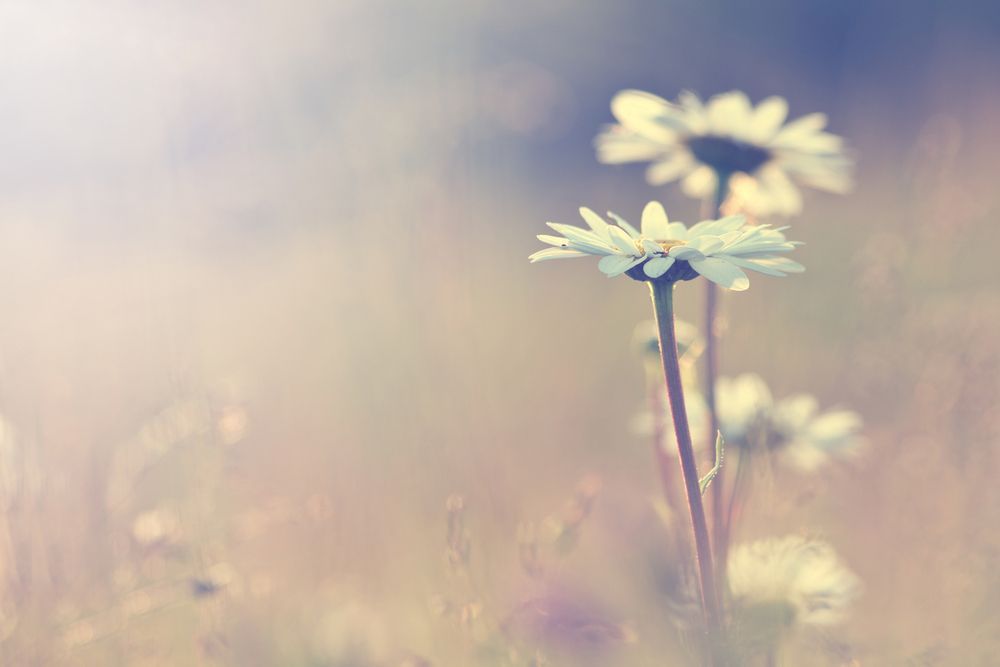 A Group of Daisies Growing in A Field — Pick-A-Bunch Florists & Gifts In Koumala, QLD