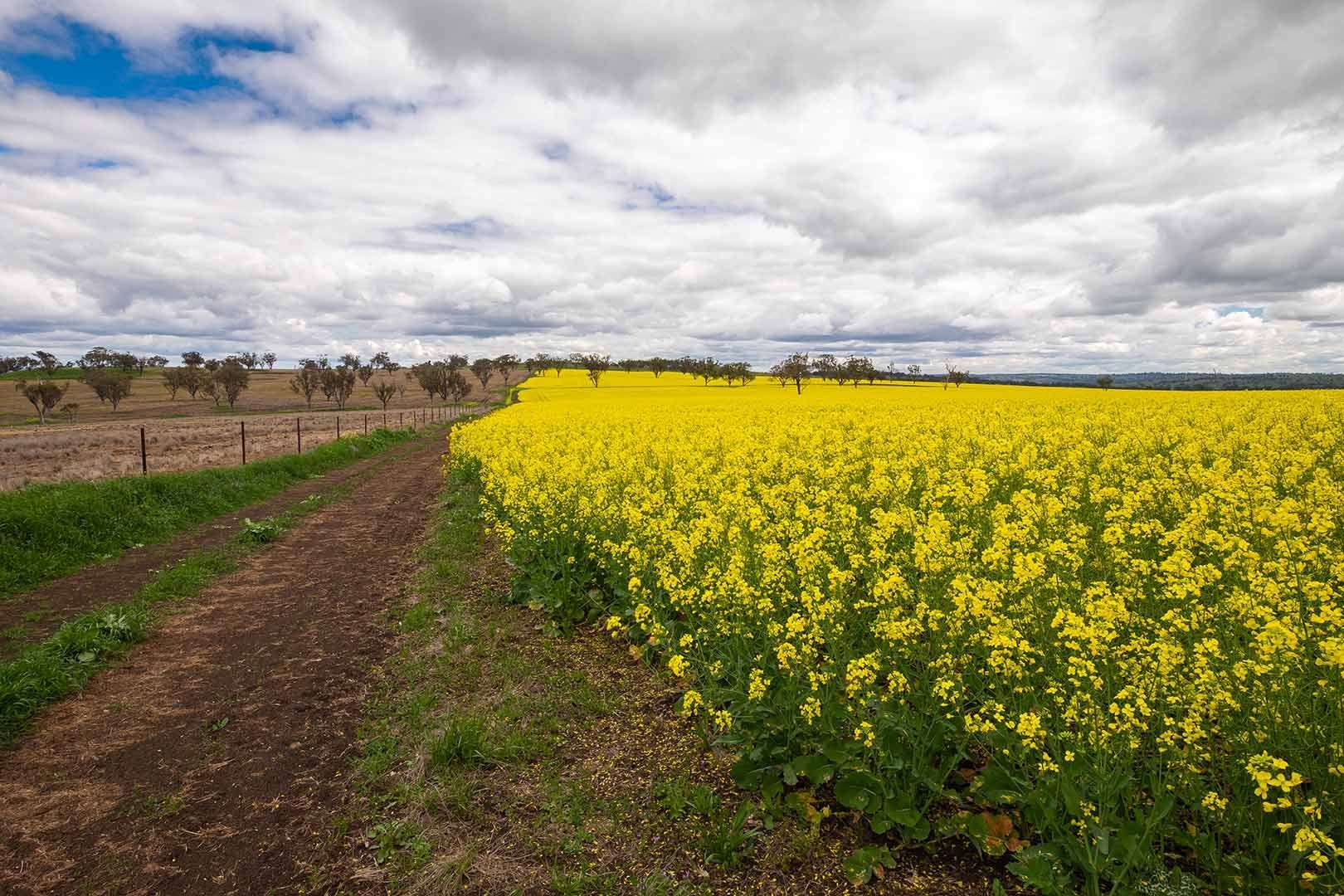 There Is a Road Going Through a Field of Yellow Flowers — Pick-A-Bunch Florists & Gifts In Armstrong Beach, QLD