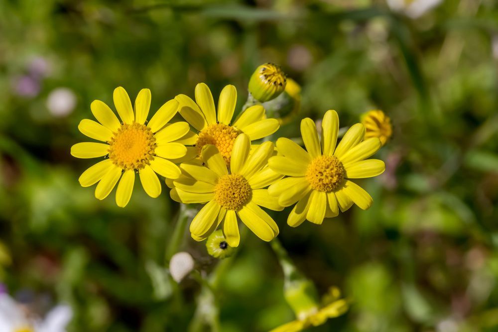 A Close Up Of Three Yellow Daisies in The Grass — Pick-A-Bunch Florists & Gifts In Hay Point, QLD
