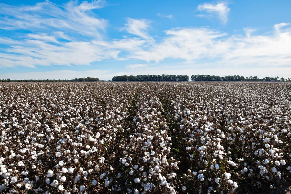 A Large Cotton Field with Trees in The Background on A Sunny Day — Pick-A-Bunch Florists & Gifts In Koumala, QLD
