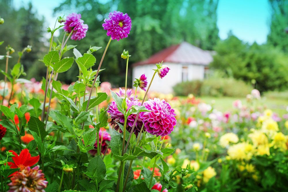 A Bunch of Flowers Are Growing in A Garden — Pick-A-Bunch Florists & Gifts In Alligator Creek, QLD