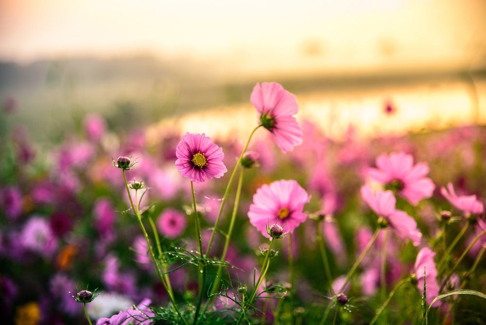 A Field of Pink Flowers with A Sunset — Pick-A-Bunch Florists & Gifts In Armstrong Beach, QLD