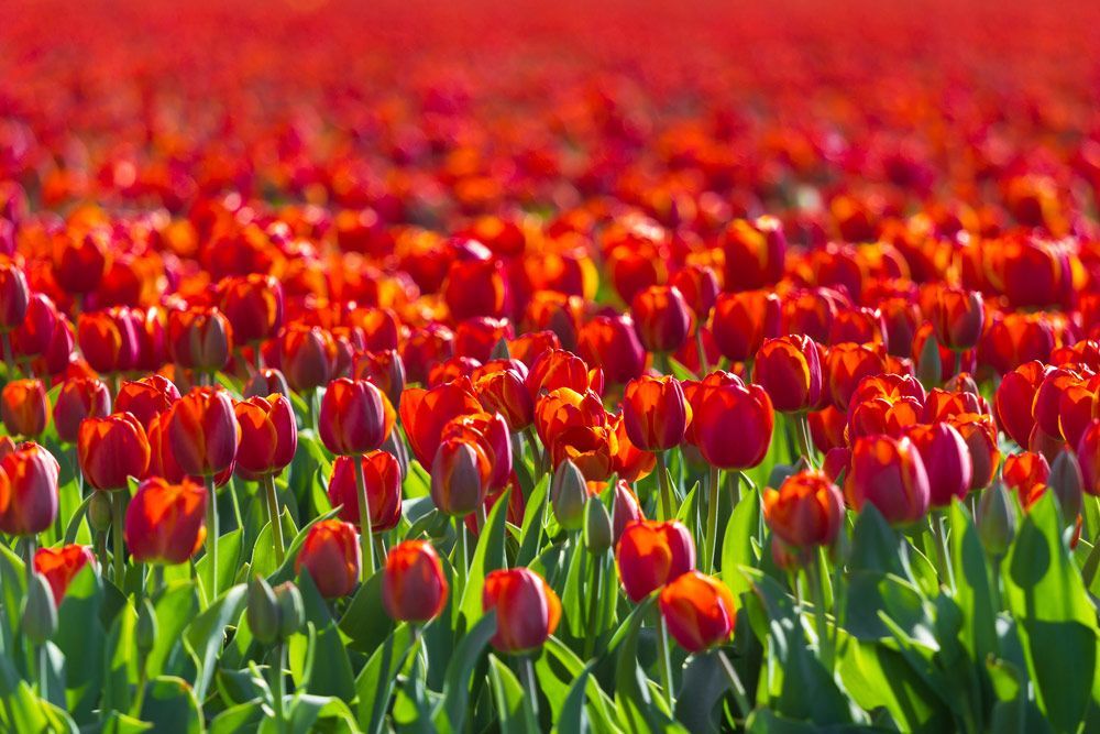 A Field of Red Tulips with Green Leaves — Pick-A-Bunch Florists & Gifts In Alligator Creek, QLD