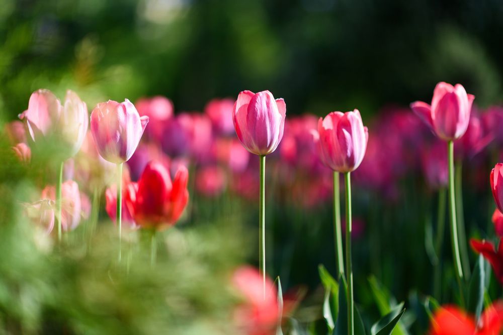 A Field of Pink and Red Tulips in A Garden — Pick-A-Bunch Florists & Gifts In Alligator Creek, QLD