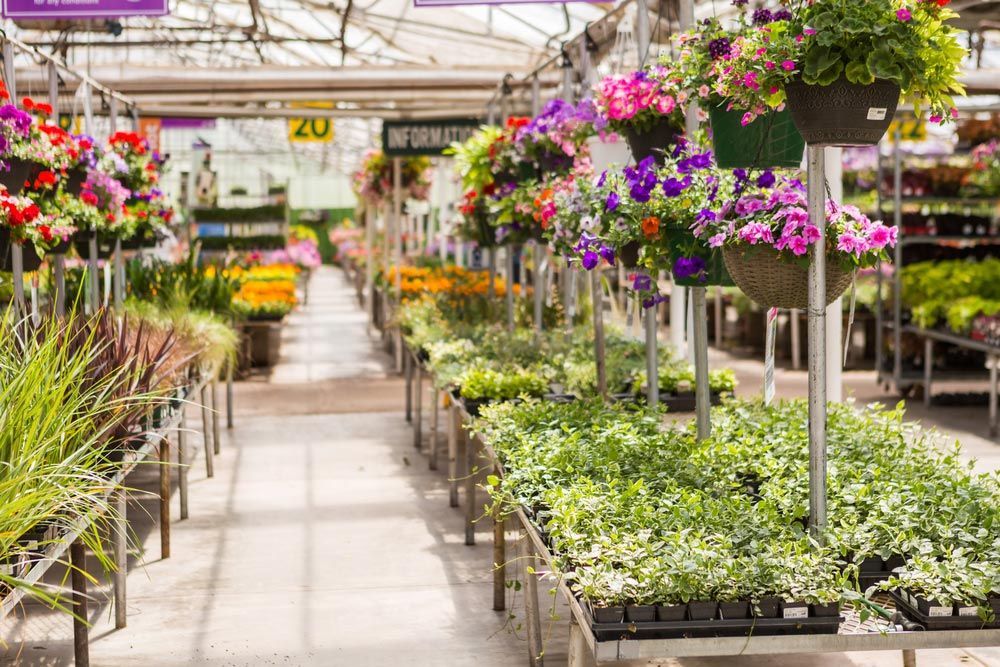 A Greenhouse Filled with Lots of Plants and Flowers — Pick-A-Bunch Florists & Gifts In Koumala, QLD
