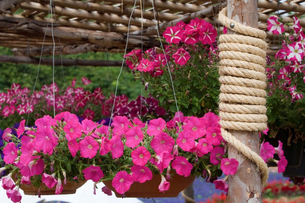 A Bunch of Pink Flowers Are Hanging from A Rope — Pick-A-Bunch Florists & Gifts In Koumala, QLD