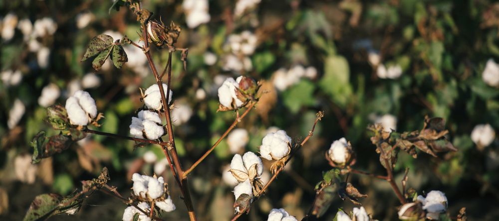 A Close Up Of Cotton Flowers Growing in A Field — Pick-A-Bunch Florists & Gifts In Armstrong Beach, QLD