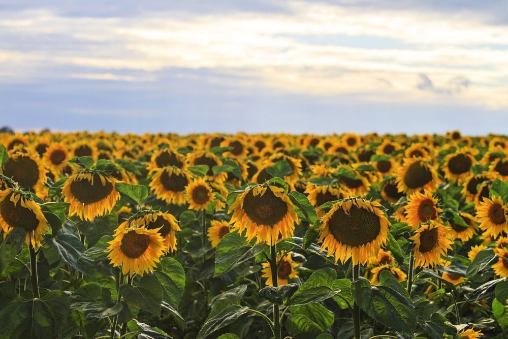 A Field of Sunflowers with A Cloudy Sky — Pick-A-Bunch Florists & Gifts In Alligator Creek, QLD