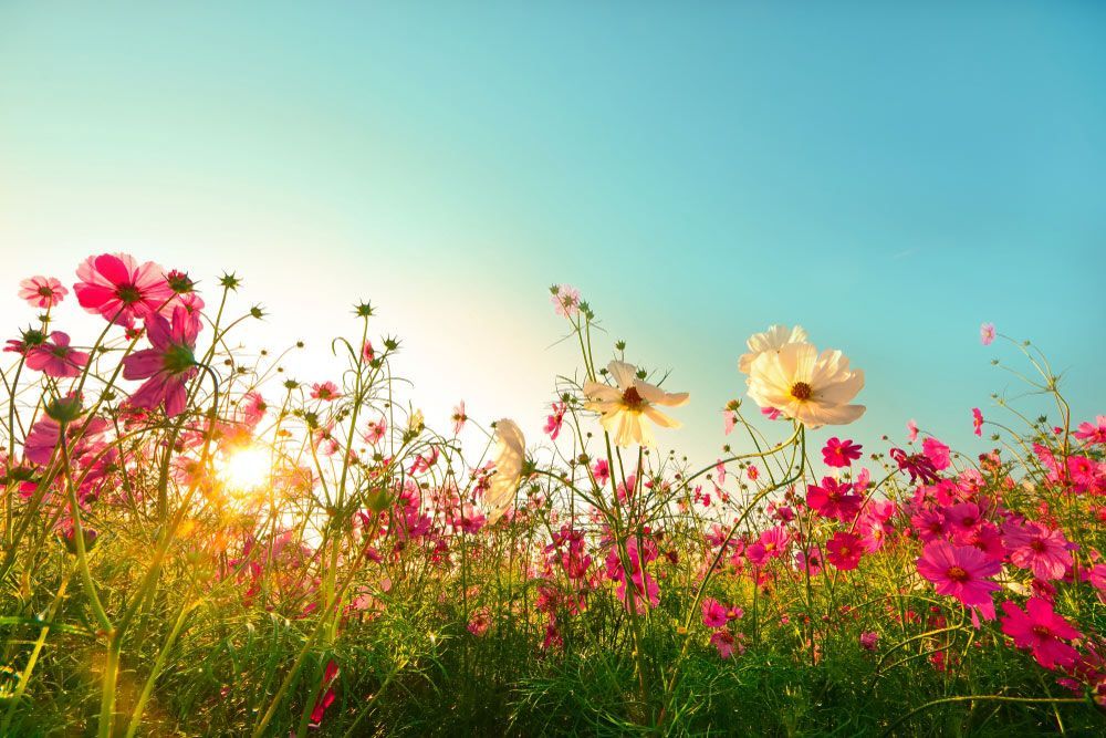 A Field of Pink and White Flowers — Pick-A-Bunch Florists & Gifts In Alligator Creek, QLD