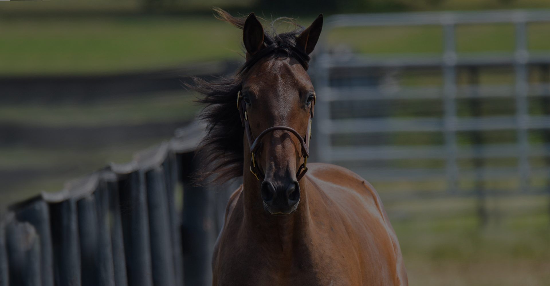 Walker Standardbreds