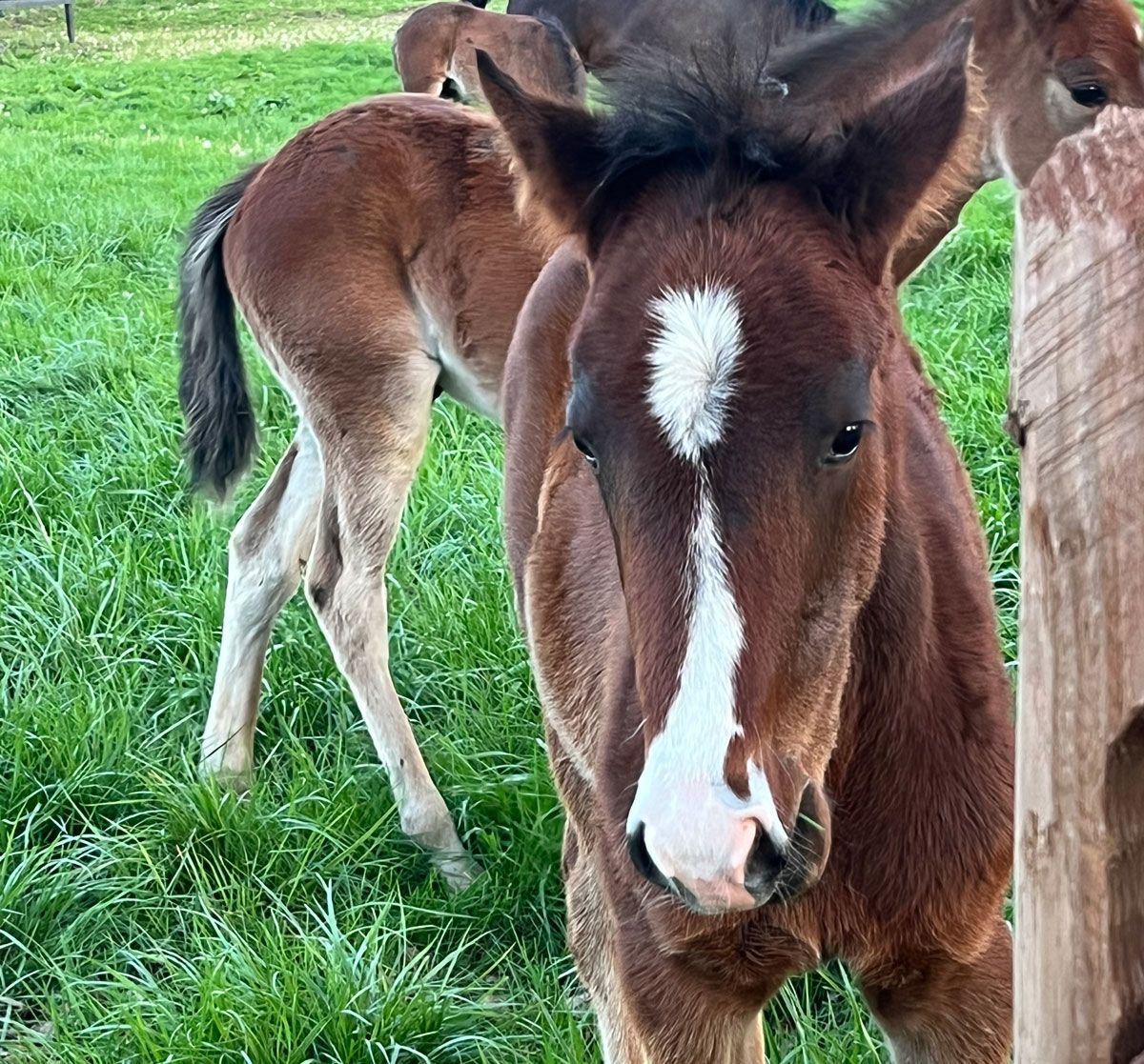 Walker Standardbreds