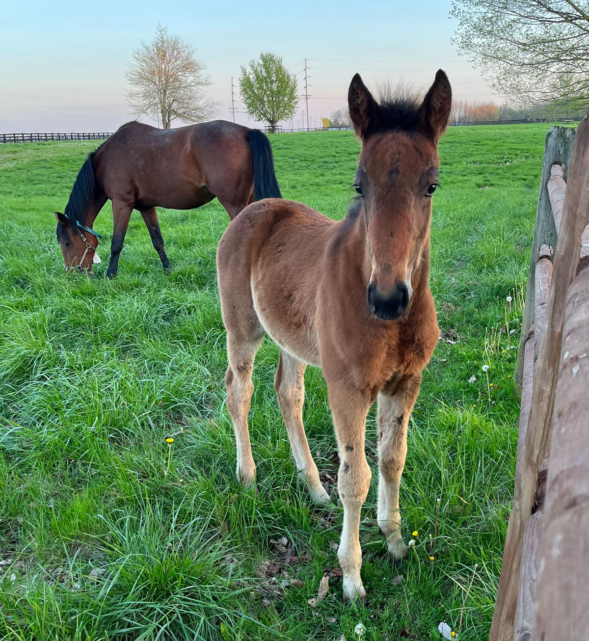 Walker Standardbreds