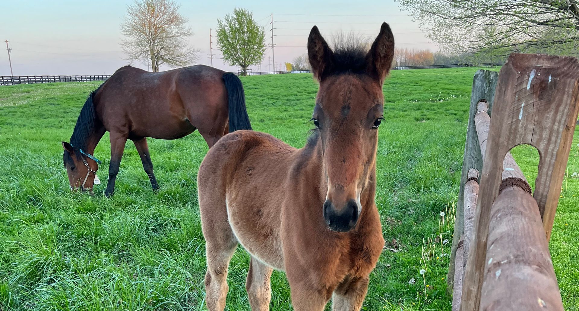 Walker Standardbreds