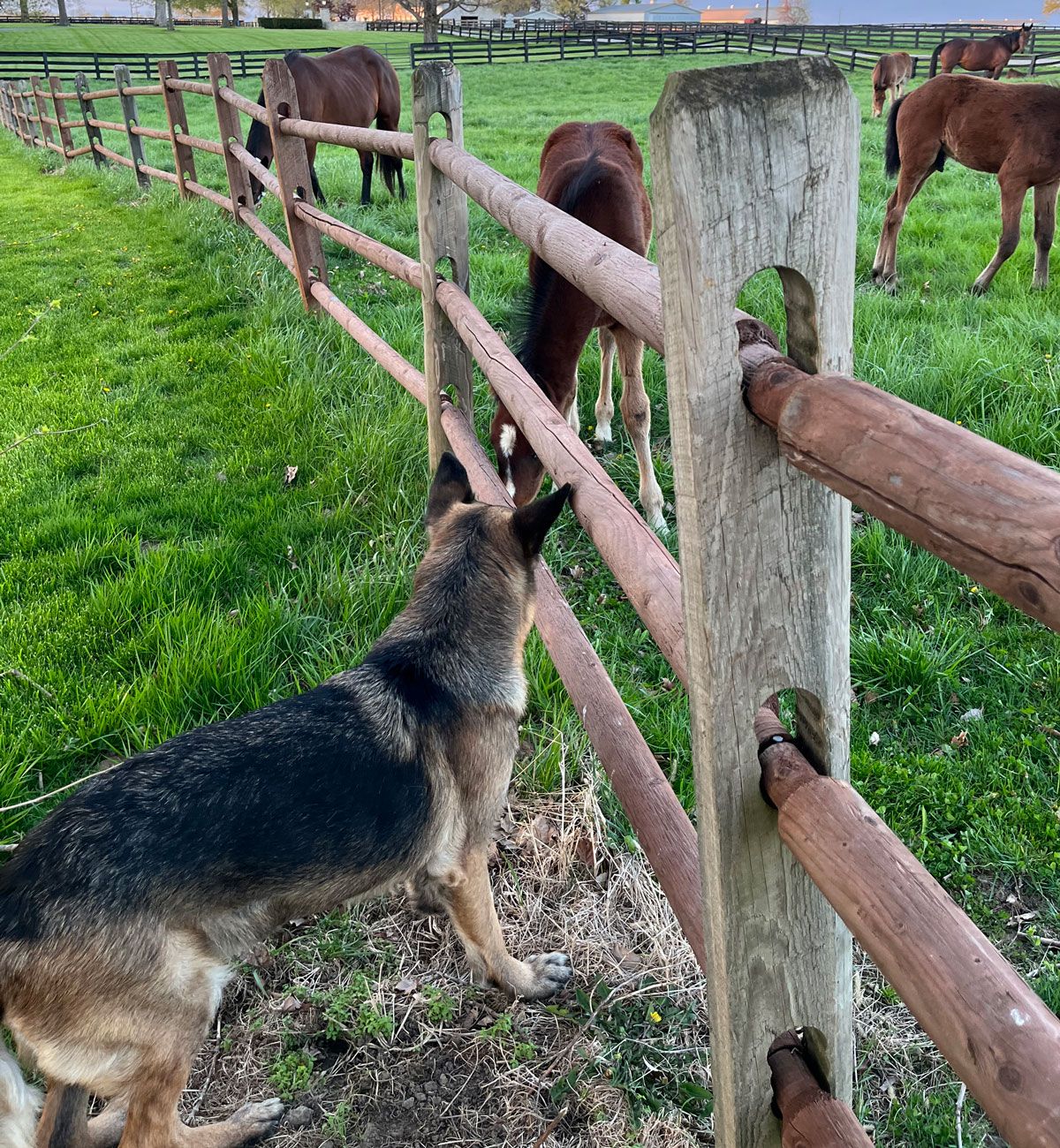 Walker Standardbreds