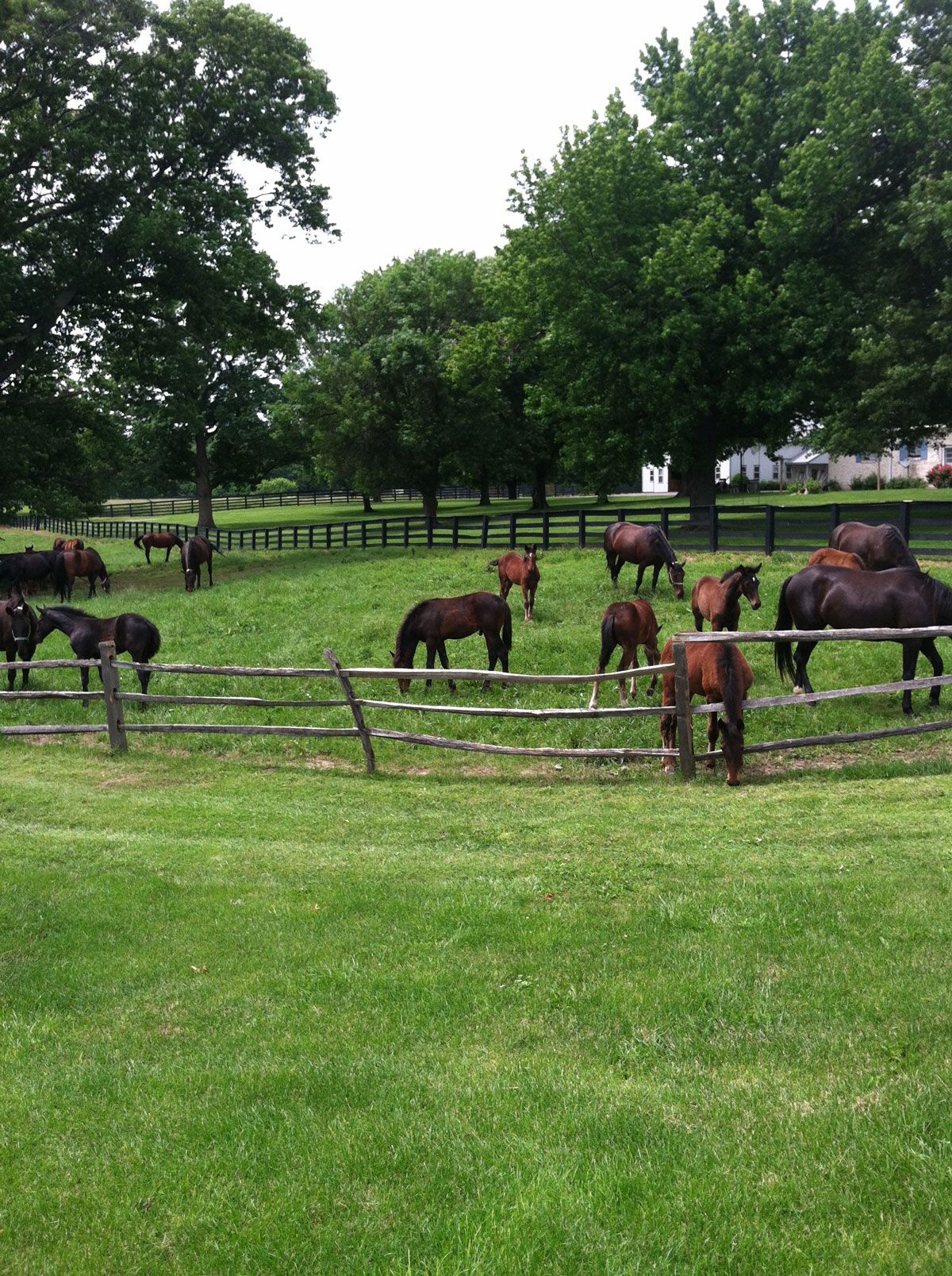 Walker Standardbreds