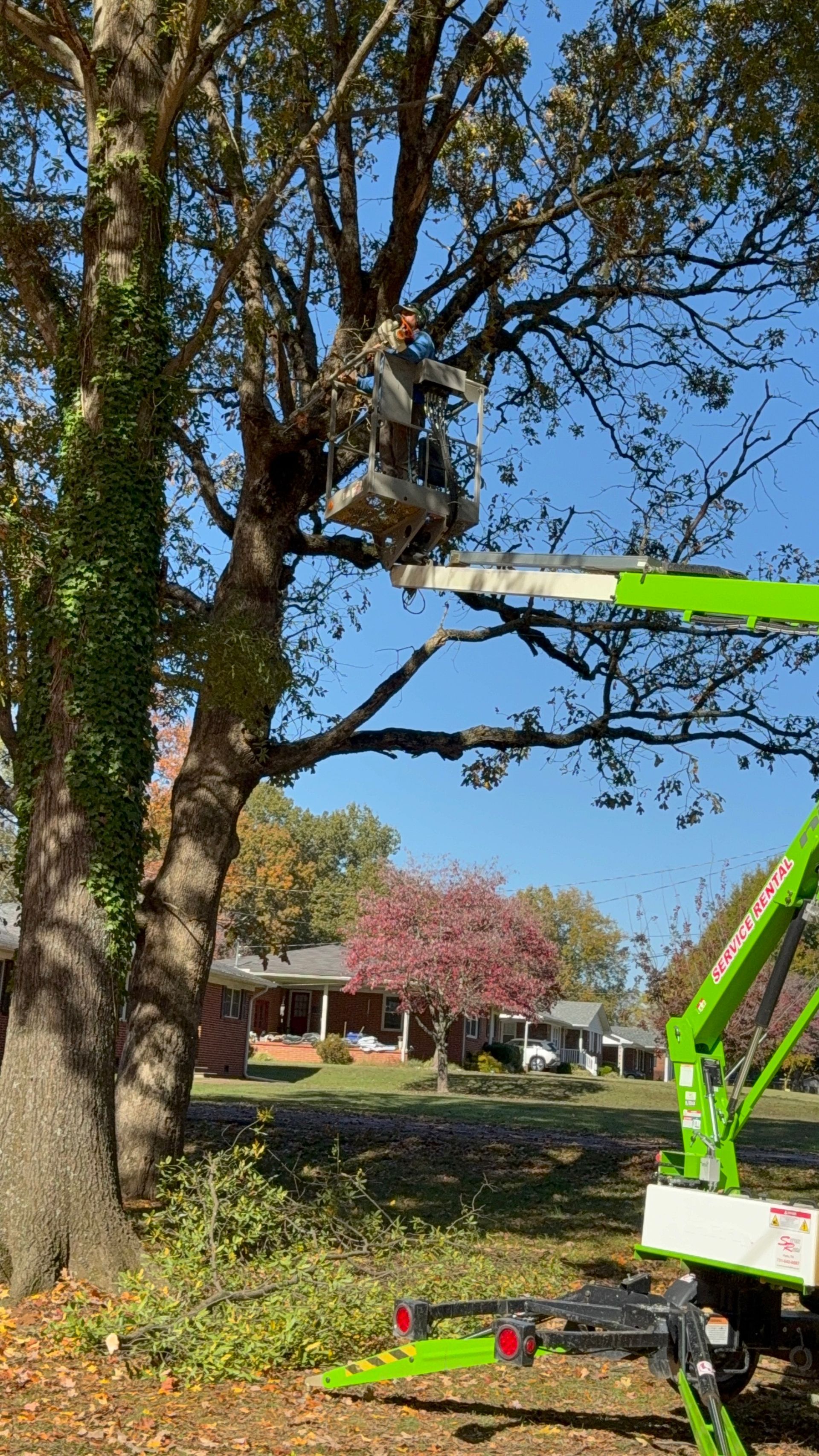 A man is cutting a tree with a chainsaw.