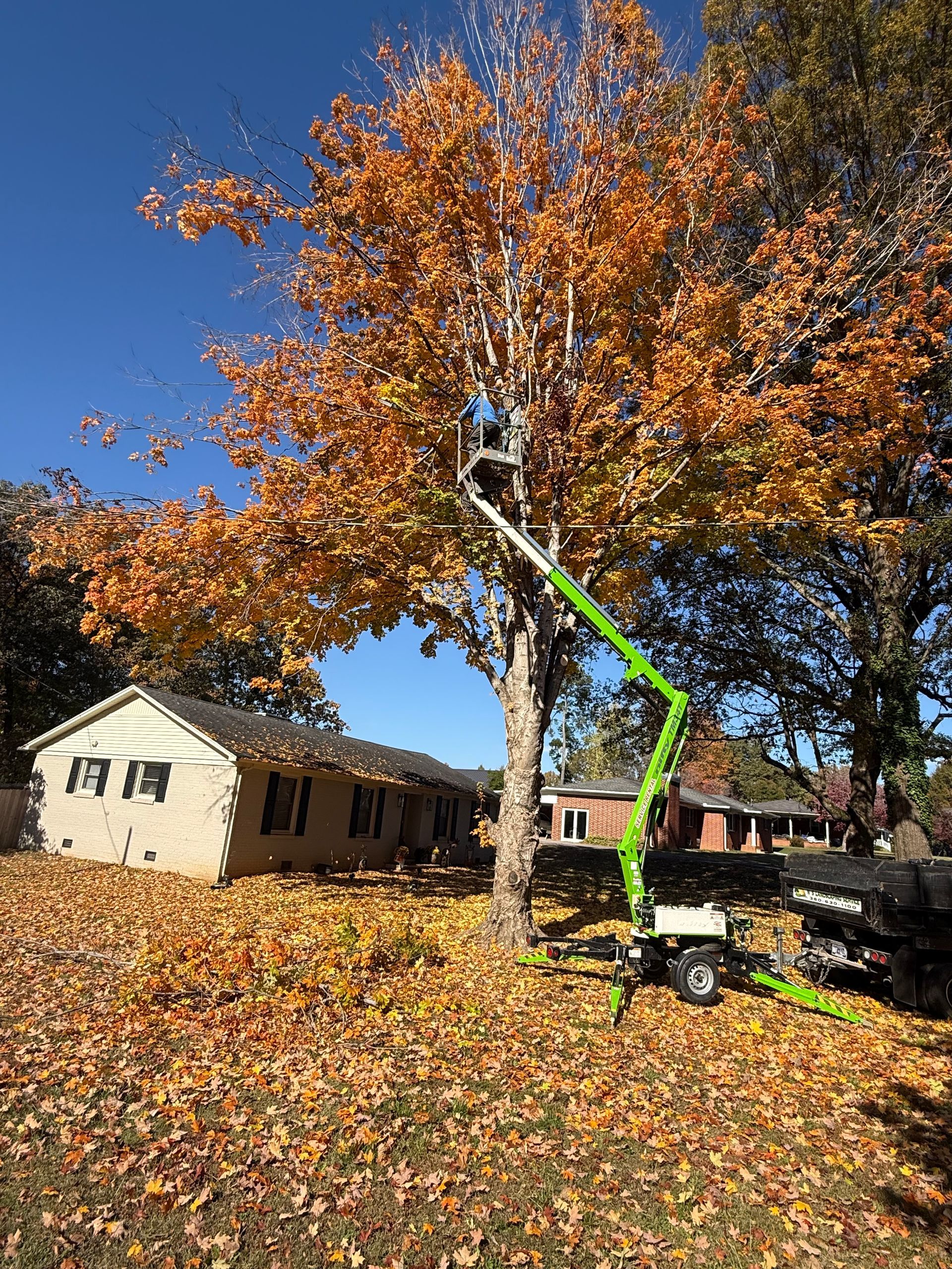 A person is cutting a tree branch with a pair of scissors.
