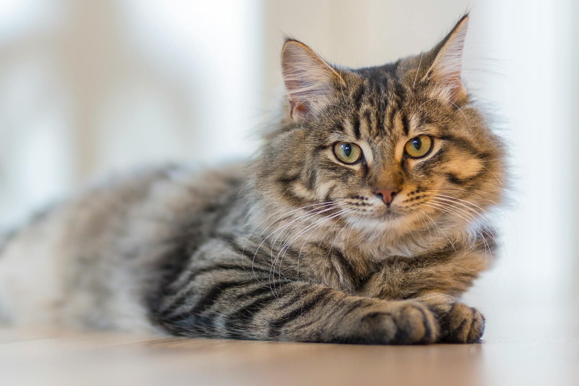 Gats Sang