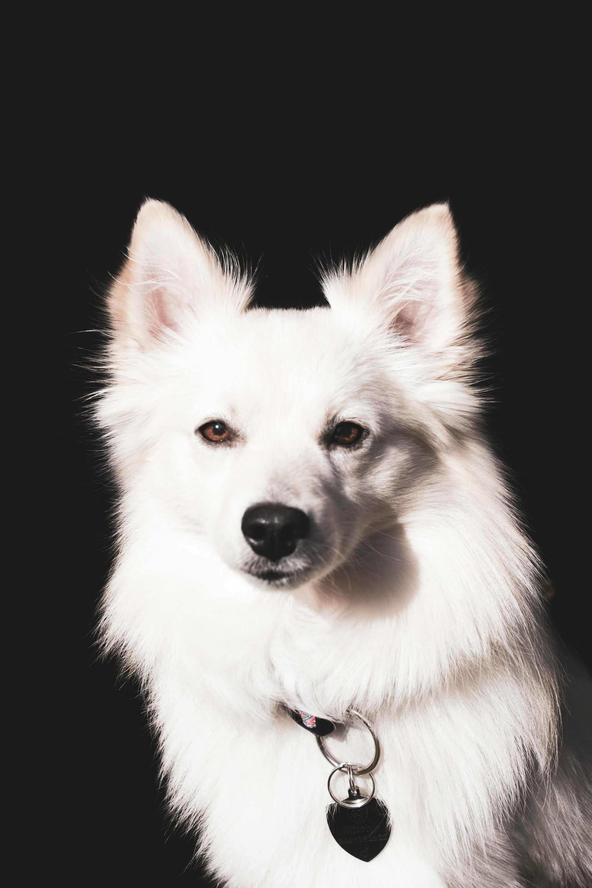 White dog with brown eyes and black collar on a black background.