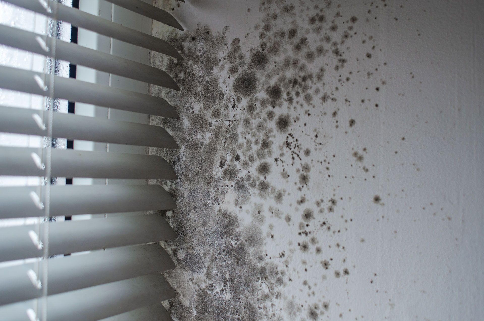 Black mold spots spread on a white wall beside window blinds.