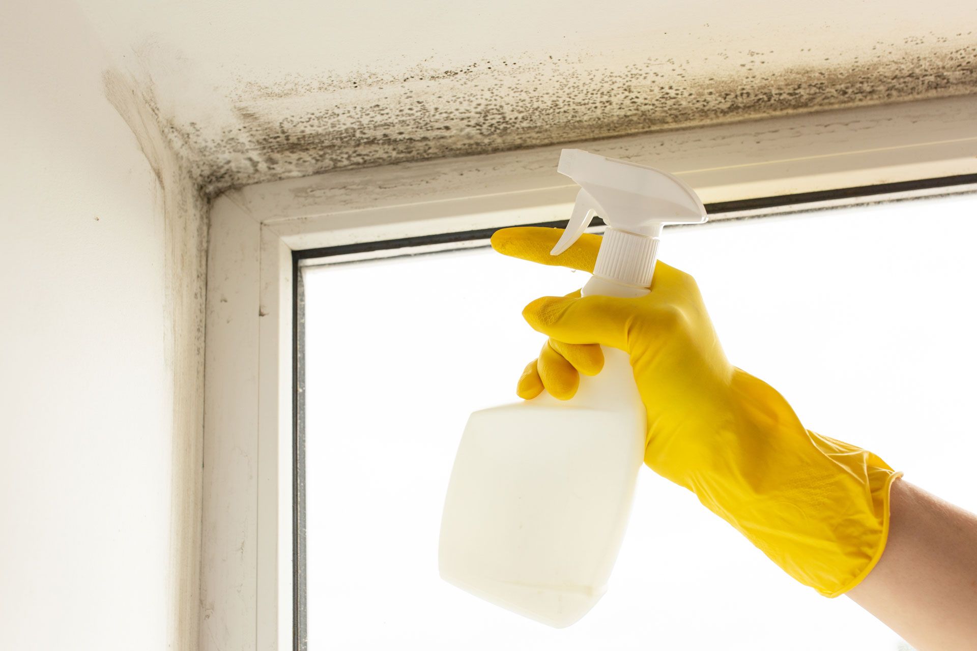 Yellow-gloved hand sprays cleaner on a moldy window frame