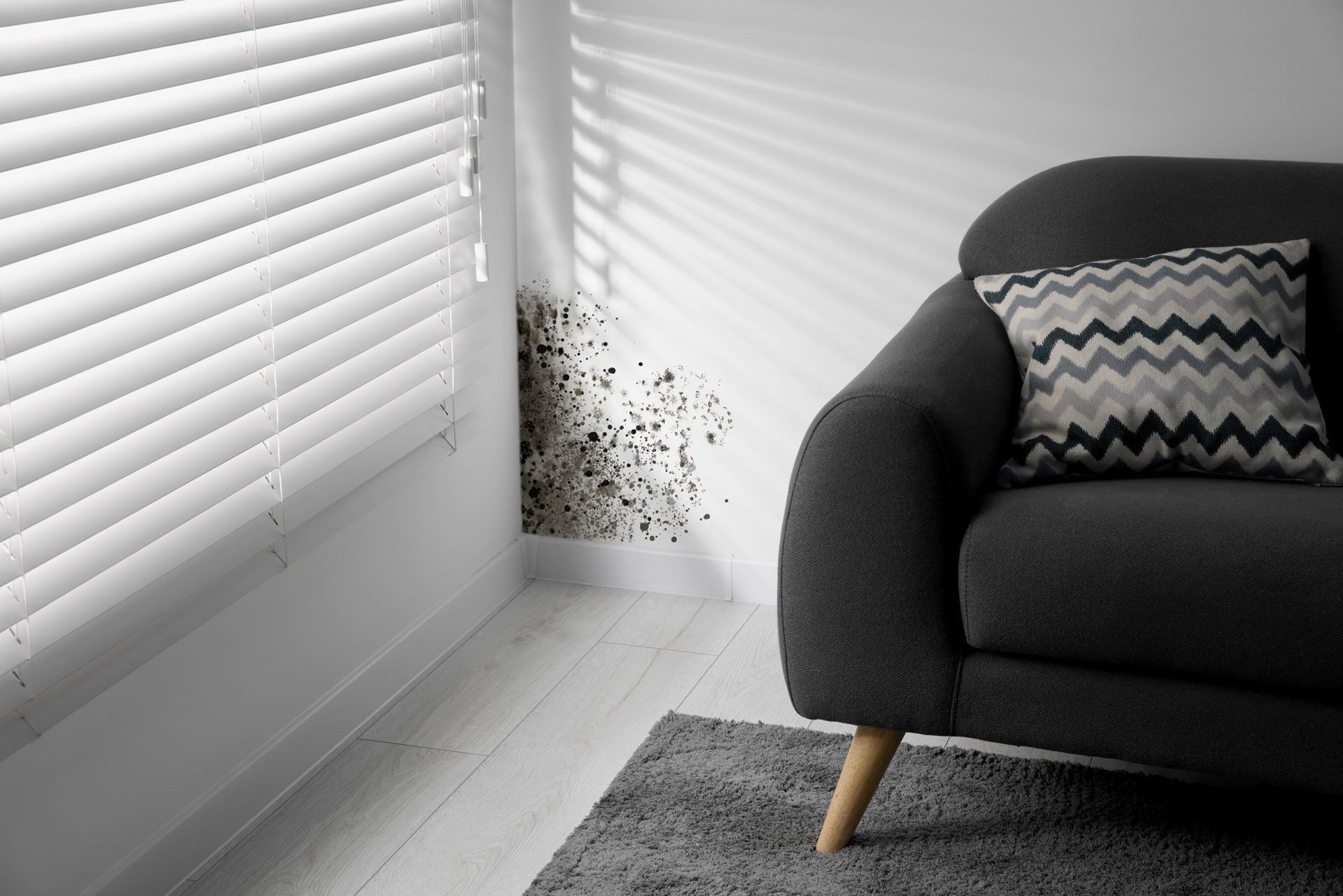 Gray sofa in a bright room with white blinds, small spider cluster on the wall corner.