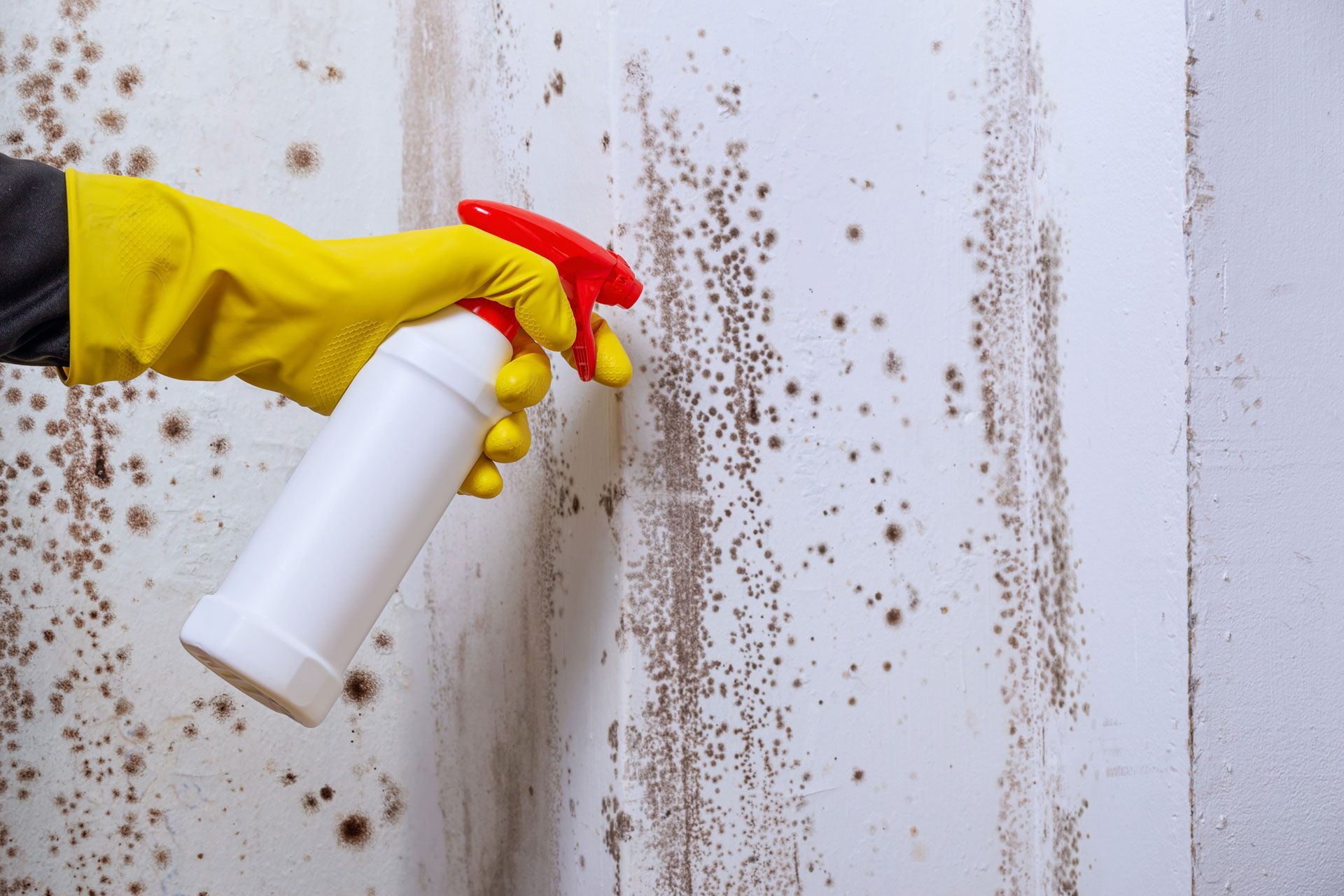 Gloved hand spraying cleaner on moldy white wall with brown stains