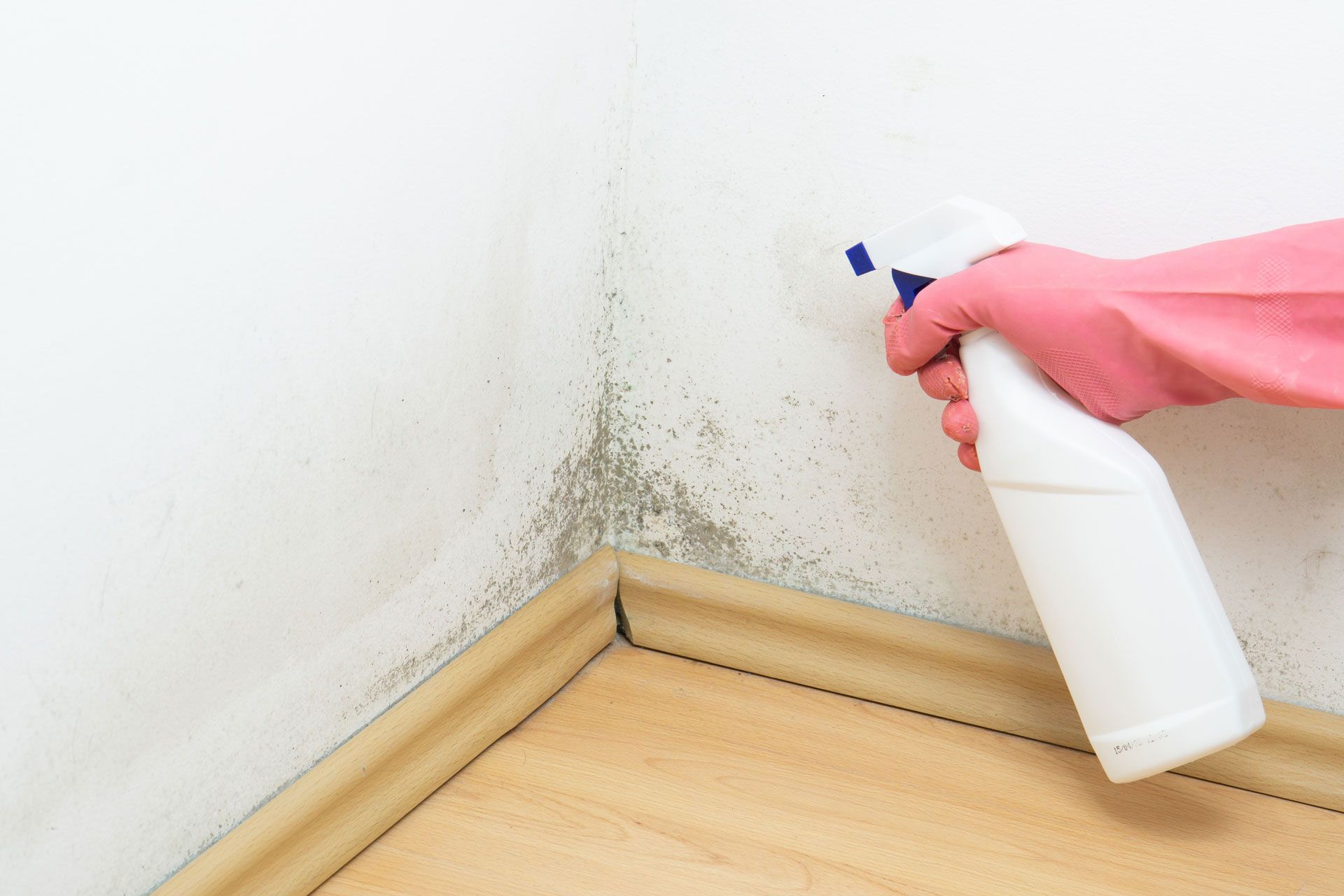Hand spraying cleaner on moldy corner wall near baseboard