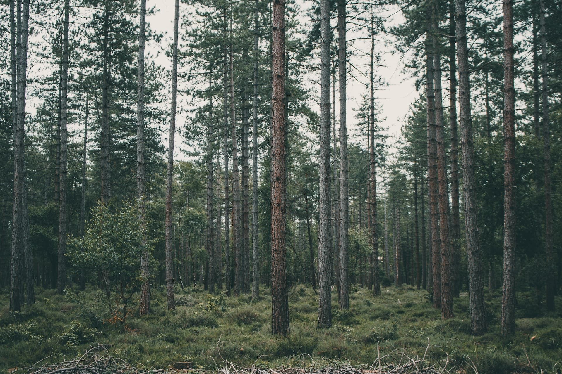 Dense pine forest with tall straight trees and a green understory under a gray sky