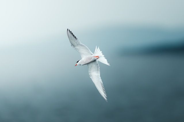 White seabird soaring over water near cremation services in Poulsbo, WA.
