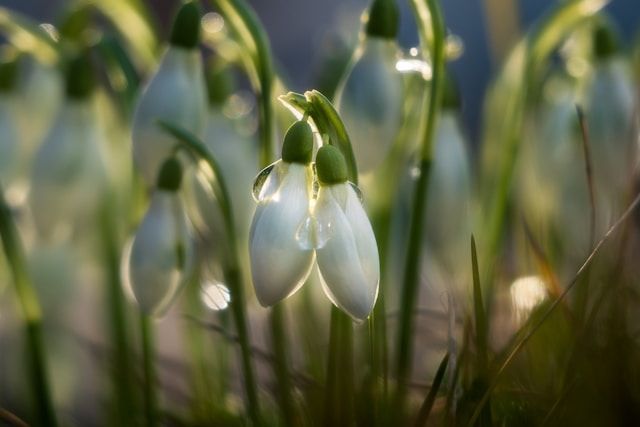 Delicate white snowdrop flowers in soft natural light, symbolizing remembrance, funeral homes Kingston, WA