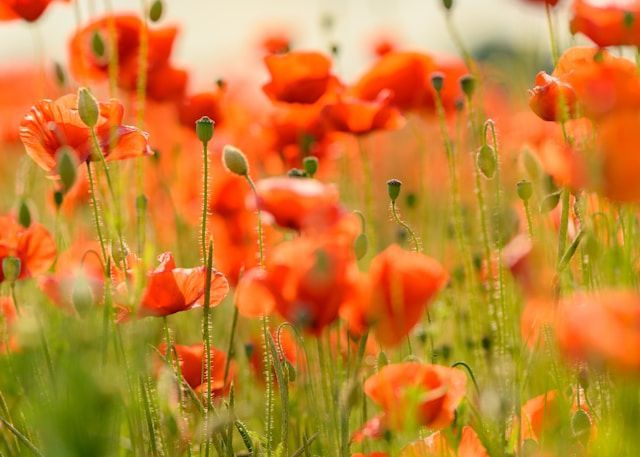 Field of vibrant red poppies near funeral homes in Bainbridge Island, WA.