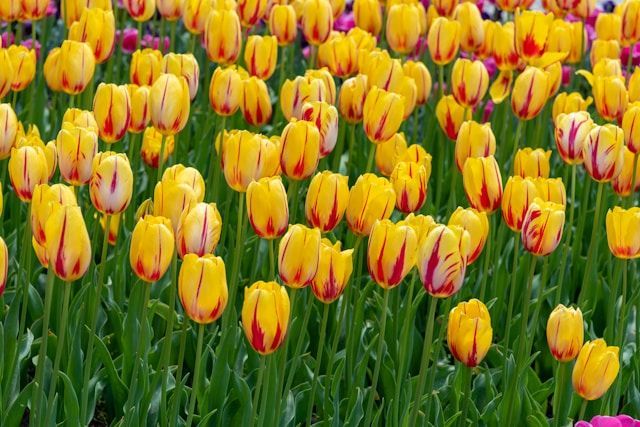 Field of yellow tulips with red accents in lush green setting, funeral homes Poulsbo, WA