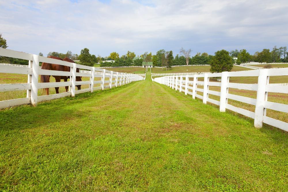 Large Horse Farm With White Wooden Fences — Lawrence Williams Fencing in Byron Hinterland, NSW